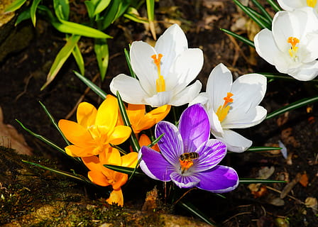 branco, roxa, amarelo, flores de pétalas, açafrão, flores, Primavera, flores da primavera, flor, frühlingsanfang, plena floração, jardim, sinais da primavera, Março, perto, interracial, bloomer precoce, arautos da primavera, despertar, flores na primavera, luz solar, colorida, alegre, lichtspiel, natureza, flores do jardim, planta com flores, pétala, frescura, fragilidade, vulnerabilidade, plantar, beleza na natureza, crescimento, cabeça de flor, inflorescência, fechar-se, íris, pólen, ninguém, visão de alto ângulo, dia, terra, ao ar livre, canteiro de flores, 5K, CC0, domínio público, royalty free