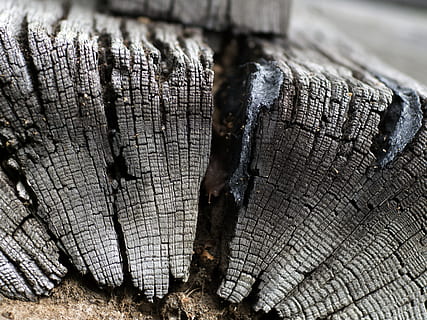 boom, hout, texturen, getextureerde, hout - materiaal, logboek, detailopname, ruw, ontbossing, Bos, schors, brandhout, boomstronk, volledig kader, geen mensen, dag, natuur, selectieve aandacht, boomstam, romp, buitenshuis, boomring, 4K, CC0, publiek domein, royaltyvrij