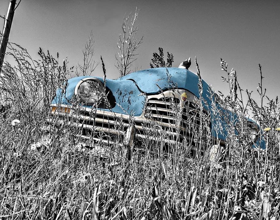 selettivo, fotografia a colori, classico, blu, auto, vecchi tempi, Vintage ▾, vecchio, faro, cofano motore, cofano del radiatore, cofano, erba, hdr, bianco e nero, inverno, la neve, albero nudo, nessuno, temperatura fredda, all'aperto, giorno, albero, natura, cielo, pianta, mezzi di trasporto, campo, modo di trasporto, danneggiato, abbandonato, terra, veicolo terrestre, veicolo a motore, corri giù, obsoleto, deterioramento, rovinato, discarica, demolito, 8K