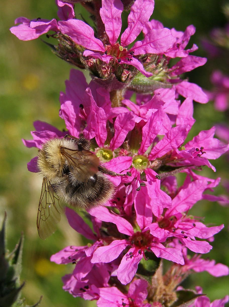 Abellot, flor, rosa, macro, desaprofitament comú, lythrum salicaria, prat, primavera, estiu, naturalesa, planta amb flors, temes d'animals, animals a la natura, planta, insecte, pètal, invertebrat, un animal, fauna animal, animal, bellesa a la natura, frescor, fragilitat, color rosa, vulnerabilitat, cap de flor, primer pla, abella, creixement, polinització, cap gent, porpra, 1080P