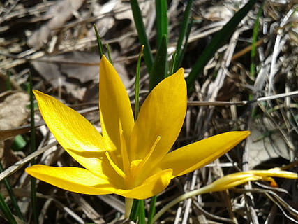 Krokus, Frühling, Blume, Gelb, gelbe Blume, Flora, Waldblumen, Pflanze, blühende Pflanze, Wachstum, Frische, Schönheit in der Natur, Verletzlichkeit, Nahansicht, Zerbrechlichkeit, Blütenblatt, Blütenkopf, Natur, Blütenstand, Tag, keine Leute, Iris, Fokus auf den Vordergrund, draußen, Pollen, 2K, CC0, gemeinfrei, lizenzfrei