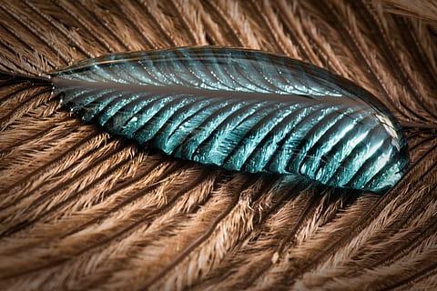 Marrone, piuma, rugiada dell'acqua, strauss spring, gocciolare, vicino, macro, sfondo, goccia d'acqua, struttura, piuma d'uccello, liquido, animale, avvicinamento, temi animali, nessuno, vertebrato, in casa, uccello, parte del corpo animale, morbidezza, natura, fotogramma intero, modello, modello naturale, fauna selvatica, blu, strutturato, un animale, colore verde, acconciatura, 4K, CC0, dominio pubblico, privo di copyright