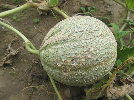 meló, verdures, fruita, cap gent, planeta terra, primer pla, dia, a l'aire lliure, esfera, naturalesa, centrar-se en primer pla, color verd, planta, pilota, creixement, menjar, vista d’angle alt, patró, bellesa a la natura, cable, síndria, alimentació saludable, forma, 4K, CC0, domini públic, lliure de regalies