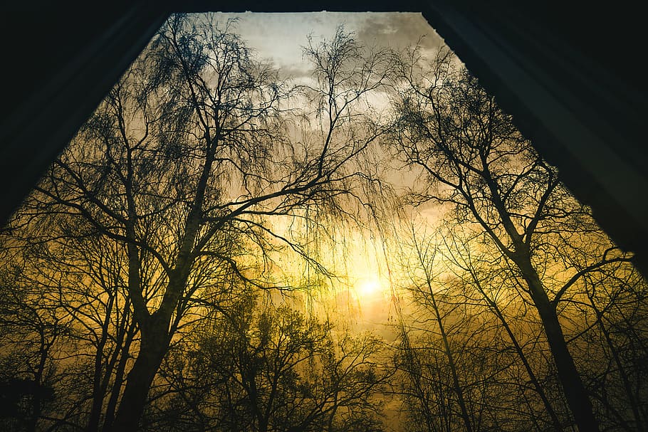 skov træer, sort, grene, daggry, drama, dramatisk, efterår, tåge, Skov, landskab, blade, lys, lav vinkel skud, morgen, natur, udendørs, naturskøn, silhuet, sol, sollys, solnedgang, gennemsigtig, træer, udsigt, bare træ, træ, ingen mennesker, dag, himmel, tæt på, plante, afdeling, lav vinkel visning, arkitektur, bygget struktur, skønhed i naturen, ro, scenics - natur, vindue, 4K