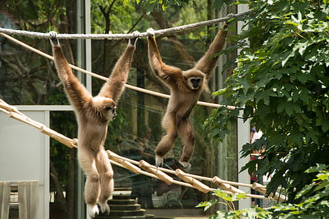 to, Brun, bavianer, hængende, grene, gibbon, abe, hvid, helvede, Zoo, dyr verden, pattedyr, natur, intelligent, primat, dyr, zooaufnahme, sød, jungel, ansigt, Thailand, vild, træ, svinge, fernöstlich, Asien, afhænge af, dyre temaer, dyreliv, plante, dyr i naturen, afdeling, hvirveldyr, gruppe af dyr, ingen mennesker, dag, reb, to dyr, udendørs, 4K, CC0, offentligt domæne, royaltyfrie