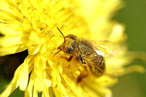 pollen, bi, makro, foder, insekter, vår, blommande, trädgård, natur, blomma, blommande växt, gul, bräcklighet, ryggradslös, insekt, friskhet, kronblad, sårbarhet, djurliv, skönhet i naturen, blomhuvud, ett djur, djur i det vilda, djurteman, växt, närbild, djur-, tillväxt, pollinering, inget folk, utomhus, springtime, 5K, CC0, offentligt domän, royaltyfria