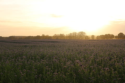 západ slunce, včely, phacelia, pole, abendstimmung, večerní obloze, krajina, Příroda, osvětlení, sluneční paprsek, rostlina, přistát, krása v přírodě, nebe, růst, zemědělství, venkovské scény, životní prostředí, scenics - příroda, klid, květ, klidné scény, kvetoucí rostlina, hospodařit, nikdo, idylický, slunce, venku, 1080P, CC0, veřejná doména, bez autorských práv