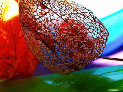 physalis, makro, krajka, barvy, Příroda, klec, japonské lucerny, čínské lucerny, oranžový, detail, nikdo, list, rostlinné části, zaměřit se na popředí, uvnitř, selektivní zaměření, vzor, umění a řemesla, den, vícebarevné, modrý, tvořivost, jídlo a pití, zvíře, stálý život, zvířat, Zdravé stravování, 5K, CC0, veřejná doména, bez autorských práv