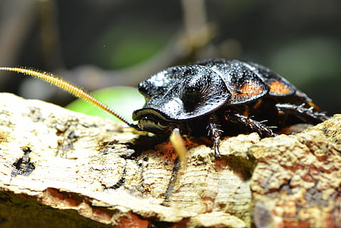 la panerola, insecte, error, marró, horripilant, antena, infestació, animal, criatura, rastreig, brut, baranes, repugnant, nocturn, madagascar, plaga, temes d'animals, fauna animal, animals a la natura, un animal, invertebrat, primer pla, enfocament selectiu, cap gent, naturalesa, dia, a l'aire lliure, part del cos dels animals, antena animal, arbre, closca d’animals, zoologia, shell, centrar-se en primer pla, ull d’animals, 5K, CC0, domini públic, lliure de regalies
