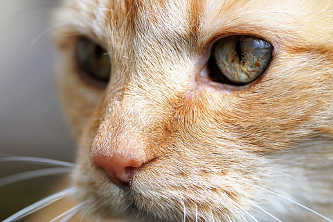 Kater, rothaarig, Aussicht, Katzenaugen, Katze, grüne Augen, Tier, Ingwer, Kopf, Haustier, Katzenporträt, behaart, Katzengesicht, Hauskatze, Haustiere, süß, Kätzchen, suchen, Pelz, Säugetier, katzenartig, Whisker, Jungtier, Nahansicht, Tiere und Haustiere, Tierauge, ein Tier, Tierthemen, Porträt, inländisch, Tierkörperteil, Tierkopf, Wirbeltier, keine Leute, Auge, Haar, tierische Nase, Schnauze, 5K, CC0, gemeinfrei, lizenzfrei