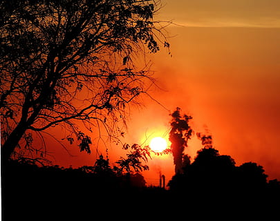 træ, sol, solnedgang, mod lys, forurening, silhuet, himmel, skønhed i naturen, orange farve, scenics - natur, plante, rolig scene, ro, idyllisk, ingen mennesker, natur, ikke-urbane scene, sky - himmel, afdeling, dramatisk himmel, miljø, udendørs, romantisk himmel, 4K, CC0, offentligt domæne, royaltyfrie