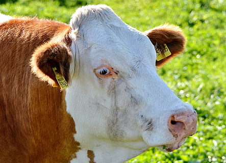 vaca, carne, ruminante, gado, pecuária, Paarufer, pasto, animal, grama, agricultura, gado leiteiro, vaca leiteira, criação de gado, Prado, natureza, mundo animal, mamífero, temas animais, animais domésticos, doméstico, um animal, pets, parte do corpo animal, vertebrado, fechar-se, cabeça de animal, ninguém, focar em primeiro plano, campo, dia, gado doméstico, ao ar livre, herbívoro, Vista de perfil, boca de animal, 4K, CC0, domínio público, royalty free