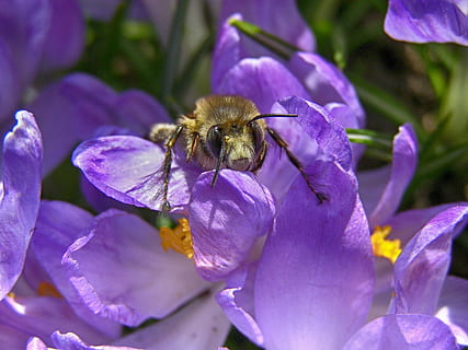 forår, bi, insekt, makro, have, lilla, lila, bud, blomst, dyr, dyre temaer, blomstrende plante, hvirvelløse, dyr i naturen, et dyr, kronblad, dyreliv, skrøbelighed, plante, skønhed i naturen, tæt på, sårbarhed, blomsterhoved, friskhed, vækst, ingen mennesker, bestøvning, udendørs, humlebi, pollen, krokus, 2K, CC0, offentligt domæne, royaltyfrie