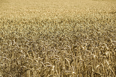 ladang jagung, Jagung, gandum, bidang, tanah pertanian, pertanian, daerah, menanam, makanan, pedesaan, panen, musim gugur, tanaman sereal, tanaman, alam, latar belakang, hari, bingkai penuh, di luar rumah, tidak ada orang, pemandangan pedesaan, pemandangan, tanah, pertumbuhan, lingkungan Hidup, ketenangan, adegan yang tenang, tampilan sudut tinggi, perkebunan, 4K, CC0, domain publik, bebas royalti