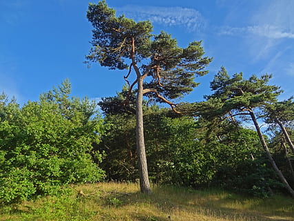 pijnboom, naaldboom, boom, duinen, Bos, pinus, bos van bomen, zomer hitte, droogte, natuur, geen mensen, dag, fabriek, buitenshuis, groei, hemel, kalmte, land-, groene kleur, gras, schoonheid in de natuur, rustige scène, boomstam, veld-, romp, blauw, niet-stedelijke scène, milieu, scenics - natuur, 2K, CC0, publiek domein, royaltyvrij