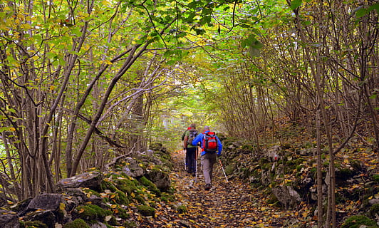 escursione, foresta, autunno, pista, camminando con bastoni, montagna, il percorso europeo, e5, Lessinia, Italia, albero, pianta, a piedi, terra, retrovisore, attività di svago, avventura, escursioni a piedi, due persone, lunghezza intera, uomini, zaino, natura, sentiero, persone reali, stili di vita, esplorazione, persone, giorno, bosco, all'aperto, coppia - relazione, 5K, CC0, dominio pubblico, privo di copyright