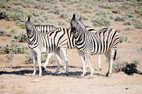vier, Zebras, Wüste, Zebra, suchen, etosha, Namibia, Safaris, wild, Natur, Tierwelt, Streifen, Afrika, Schwarz und weiß, Tier, gestreift, Tierthemen, Tiere in freier Wildbahn, Gruppe von Tieren, Säugetier, Safari, Wirbeltier, zwei tiere, keine Leute, in voller Länge, Tag, draußen, Stehen, Haustiere, Landschaft, pflanzenfressend, halbtrocken, Herde, 5K, CC0, gemeinfrei, lizenzfrei