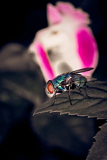 blau, casa, volar, full, insecte, error, temes d'animals, animal, fauna animal, animals a la natura, un animal, invertebrat, ala dels animals, primer pla, enfocament selectiu, bellesa a la natura, color rosa, naturalesa, cap gent, centrar-se en primer pla, a l'aire lliure, part del cos dels animals, dia, flor, papallona - insecte, fons negre, porpra, 5K, CC0, domini públic, lliure de regalies
