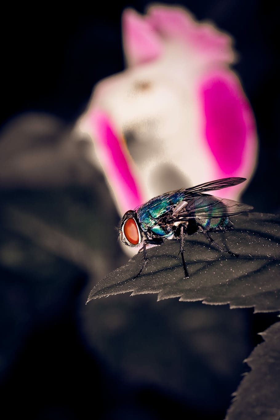 blau, casa, volar, full, insecte, error, temes d'animals, animal, fauna animal, animals a la natura, un animal, invertebrat, ala dels animals, primer pla, enfocament selectiu, bellesa a la natura, color rosa, naturalesa, cap gent, centrar-se en primer pla, a l'aire lliure, part del cos dels animals, dia, flor, papallona - insecte, fons negre, porpra, 5K