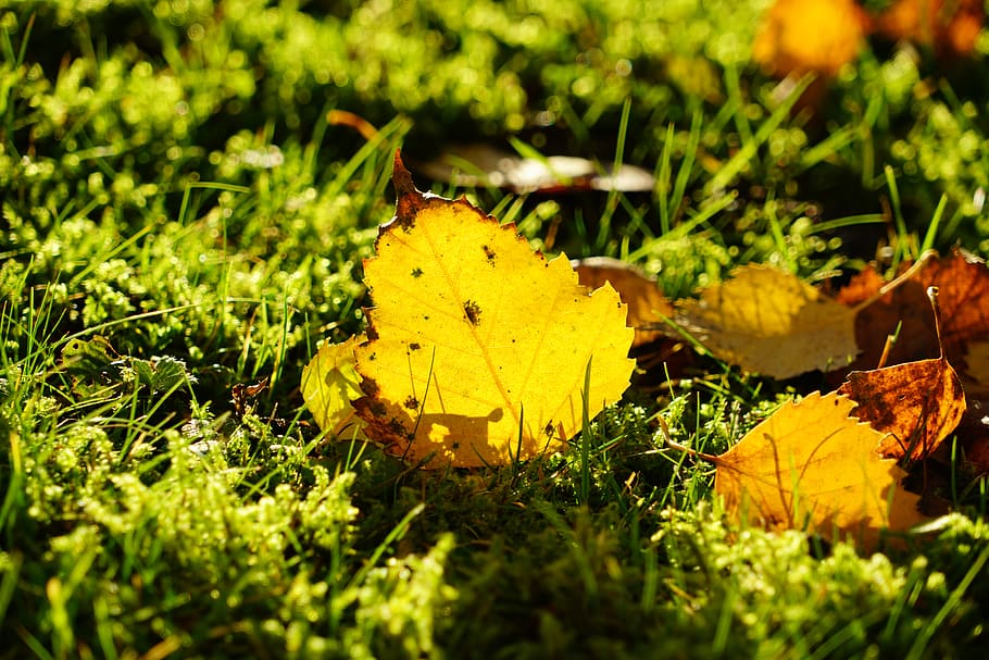fulla de bedoll, tardor, fullatge de tardor, full, groc, daurat, sòl, herba, molsa, octubre daurat, llum de fons, gegenlichtaufnahme, bàndol penjat, betula pendula, bedoll de sorra, bedoll blanc, berruga de berruga, arbre caducifoli verd estiu, arbre caducifoli, arbre ornamental, plàstic bedoll, naturalesa, temporada, a l'aire lliure, bosc, part de la planta, planta, canvi, enfocament selectiu, bellesa a la natura, camp, terra, dia, primer pla, color verd, cap gent, sec, vulnerabilitat, caient, fulles, fulla d'auró, condició natural, caure, papallona - insecte, 8K