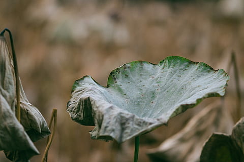 tørt planteblad, tæt på, Foto, grøn, bladede, plante, vand, blad, flad, natur, plante del, ingen mennesker, mad og drikke, mad, friskhed, skønhed i naturen, fokus på forgrunden, tør, sund kost, dag, grøn farve, vækst, udendørs, efterår, grøntsag, træ, naturlig tilstand, 5K, CC0, offentligt domæne, royaltyfrie