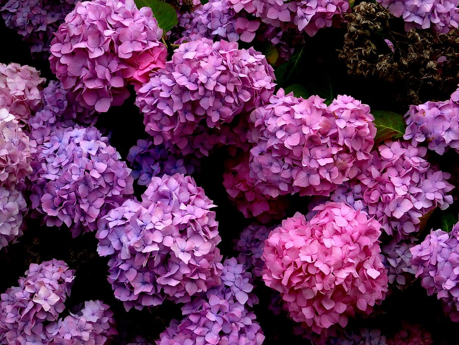 inflori, a inflori, hortensie, albastru, roz, Violet, frumos, natură, floare, plantă, floră, grădină, petale, colorat, luminos, culoare, decorativ, structura, cereale, gradient, vulnerabilitate, fragilitate, prospeţime, creştere, frumusețe în natură, culoarea roz, petală, a închide, planta cu flori, cap de floare, inflorescenţă, cadru complet, nici o persoana, fundaluri, zi, vedere în unghi mare, în aer liber, buchet de flori, liliac, 5K