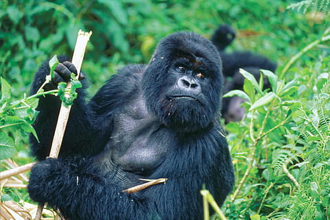 haste de exploração de primata, gorila, bambu, macaco, animal, mamífero, natureza, grama, videira, selvagem, primata, animais selvagens, temas animais, animais em estado selvagem, um animal, plantar, vertebrado, ninguém, terra, floresta, dia, focar em primeiro plano, espécies em perigo, retrato, ao ar livre, bambu - planta, floresta tropical, 1080P, CC0, domínio público, royalty free