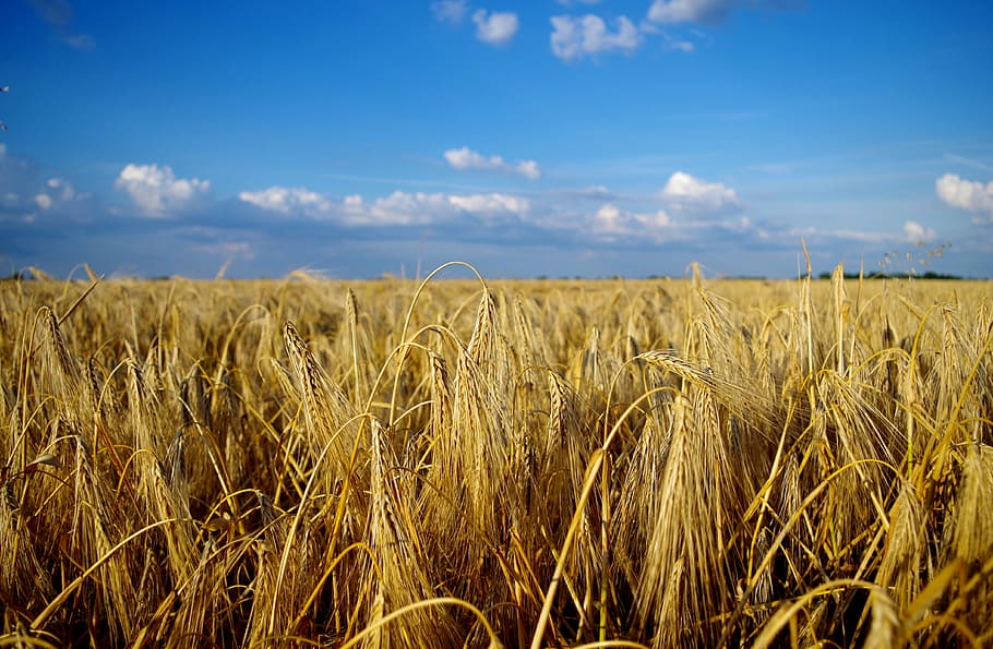 Feld, Weizen, Sommer-, Landschaft, Korn, großartig, Ebenen, Great Plains, Sonnenschein, Natur, Ernte, Ungarn, Weizenfeld, ländliche Landschaft, Wolken, Stimmung, Kornfeld, Landwirtschaft, Himmel, Wachstum, wolke - himmel, Schönheit in der Natur, szenen, keine Leute, Getreidepflanze, Land, ländliche Szene, Pflanze, Bauernhof, Umgebung, Ruhe, ruhige Szene, Tag, Szenen - Natur, draußen, Stiel, 4K