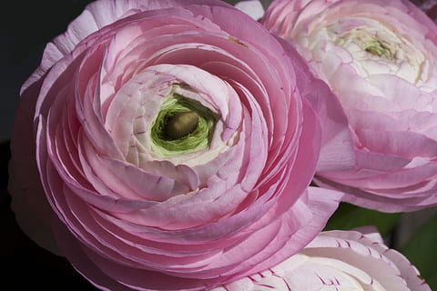 ranunculus, blossom, bloom, spring, nature, plant, white, pink, hahnenfußgewächs, ranunculaceae, bouquet, flower, flowering plant, beauty in nature, petal, rose, vulnerability, fragility, rose - flower, inflorescence, pink color, flower head, close-up, freshness, no people, focus on foreground, full frame, indoors, growth, flower arrangement, purple, softness, 4K, CC0, public domain, royalty free