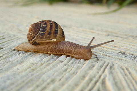 Schnecke, Schale, schließen, Tiere, Weichtier, langsam, Tierwelt, Gastropode, Tierthemen, Tier, ein Tier, wirbellos, Tiere in freier Wildbahn, Nahansicht, Tierantenne, Langeweile, Tierhülle, Tierkörperteil, keine Leute, kriechen, selektiver Fokus, Natur, schleimig, Oberflächenniveau, 4K, CC0, gemeinfrei, lizenzfrei