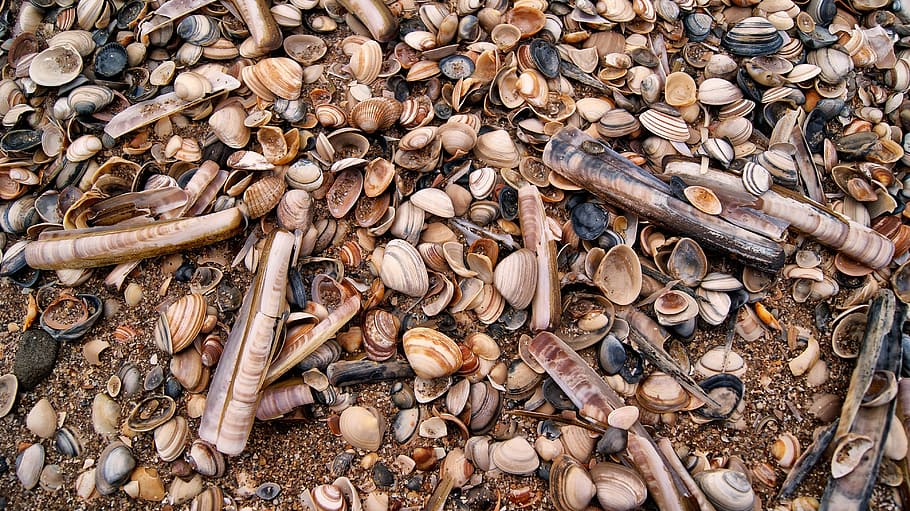 shell, platja, naturalesa, sorra, bombardeig, petxines marines, marisc, petxines, gran grup d'objectes, marc complet, abundància, cap gent, fons, vista d’angle alt, terra, dia, menjar i beguda, directament a sobre, primer pla, arbre, material de fusta, menjar, natura morta, a l'aire lliure, sec, fauna animal, 4K