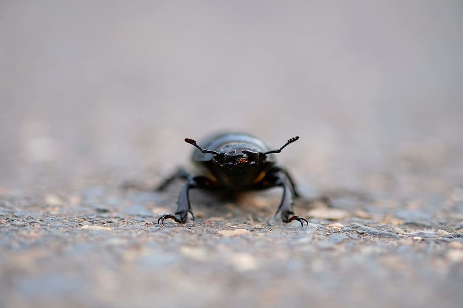 escarabat, insecte, sonda, cames, naturalesa, gatejar, rastreja, asfalt, a l'aire lliure, bosc, animal, amenaçat, negre, estrictament protegit, macroaufnahme, macro, encapçala la fotografia d’animals, frontal, tancar, panzer, insecte negre, vida salvatge, primer pla, escarabat escarabat, artròpode, invertebrat, un animal, temes d'animals, animals a la natura, fauna animal, enfocament selectiu, cap gent, dia, color negre, part del cos dels animals, nivell superficial, signe, ull d’animals, 5K