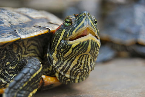 Reptil, Schildkröte, Tier, Tierthemen, ein Tier, Tierwelt, Wirbeltier, Tiere in freier Wildbahn, Tierkopf, Tierkörperteil, Nahansicht, Schale, Schildpatt, Tierhülle, keine Leute, Porträt, Tag, draußen, Natur, Marine, Mund offen, Tierwaage, 4K, CC0, gemeinfrei, lizenzfrei