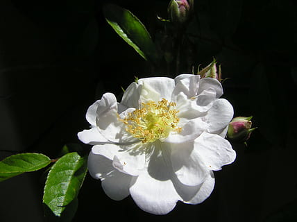 Rose, unique, blanc, fleur, plante à fleurs, plante, fraîcheur, beauté dans la nature, pétale, fragilité, vulnérabilité, couleur blanche, feuille, croissance, fermer, partie de la plante, inflorescence, la nature, tête de fleur, fond noir, prise de vue en studio, pollen, personne, en plein air, 1080P, CC0, domaine public, libre de droits
