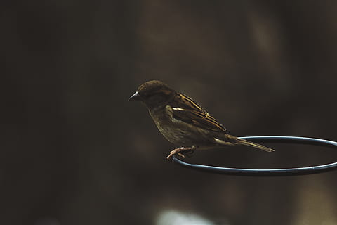 ruda, žvirblis, juoda, plieno žiedas, posvyrio objektyvo fotografija, Iš arti, nuotrauka, žvirblio paukštis, smėlio spalvos, baltas paukštis, Juodasis metalas, žiedas, paukštis, sėdi, pobūdį, gyvūnas, laukinės gamtos, snapas, mažas, filialas, plunksna, lauke, vienas gyvūnas, gyvūnams, gyvūnų temos, nėra žmonių, gyvūnų gyvūnija, stuburiniai, sutelkti dėmesį į naujas žinias, perching, visas ilgis, dieną, iš šono, kopijavimo vietos, dainų paukštis, kontempliacija, profilio rodinys, 5K, CC0, Viešasis domenas, nemokamai