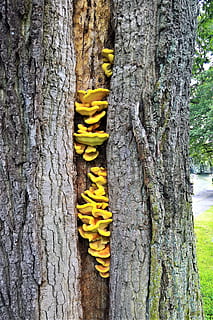 Baum, Eiche, alt, Log, dick, Wunde, Pilz, Holzpilz, Baumpilz, Gelb, Symbiose, Natur, Baumstamm, Kofferraum, Pflanze, keine Leute, Wachstum, texturiert, Tag, Nahansicht, draußen, Fokus auf den Vordergrund, Schönheit in der Natur, Pflanzenrinde, Holz - Material, Rau, Lebensmittel, Muster, Land, natürlicher Zustand, 4K, CC0, gemeinfrei, lizenzfrei