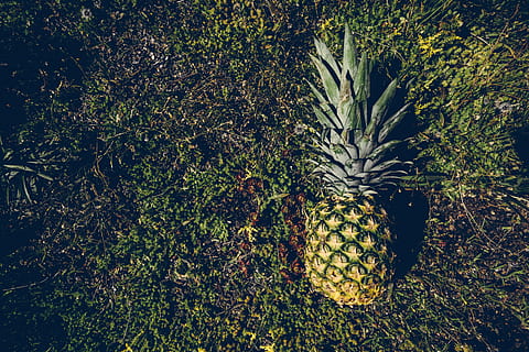 frugt, gylden, ser ned, ananas, planter, sommer, sommer vibes, sommertid, tropisk, tropisk frugt, mad, friskhed, natur, moden, plante, grøn farve, ingen mennesker, vækst, mad og drikke, sund kost, velvære, træ, gul, dag, udendørs, jord, landbrug, enkelt objekt, 5K, CC0, offentligt domæne, royaltyfrie