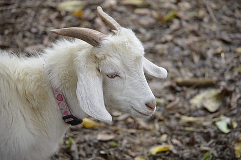 blanc, bock, infern, cabra de billy, cabra, naturalesa, banyes, cabra domèstica, bestiar, temes d'animals, un animal, animals domèstics, camp, Color blanc, animal, nacional, mamífer, mascotes, vertebrats, terra, centrar-se en primer pla, cap gent, de peu, primer pla, dia, part del cos dels animals, a l'aire lliure, herbívors, cap d’animals, 4K, CC0, domini públic, lliure de regalies