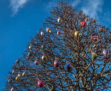 Pasqua, ous, arbre, blau, cel, marró, a l'aire lliure, vista d’angle baix, planta, branca, naturalesa, cap gent, celebració, Nadal, dia, decoració, arbre de Nadal, festa, arbre nu, decoració de Nadal, núvol - cel, bellesa a la natura, llum solar, 4K, CC0, domini públic, lliure de regalies