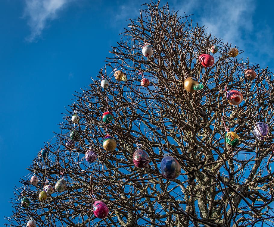 Pasqua, ous, arbre, blau, cel, marró, a l'aire lliure, vista d’angle baix, planta, branca, naturalesa, cap gent, celebració, Nadal, dia, decoració, arbre de Nadal, festa, arbre nu, decoració de Nadal, núvol - cel, bellesa a la natura, llum solar, 4K