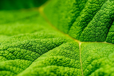cerrar, foto, verde, hoja, fotografía macro, planta, textura, macro, follaje, de cerca, estructurado, detalle, fotosíntesis, naturaleza, áspero, vena, color verde, fotograma completo, nadie, parte de la planta, vena de la hoja, antecedentes, crecimiento, enfoque selectivo, modelo, belleza en la naturaleza, día, texturizado, textil, al aire libre, botánica, 5K, CC0, dominio público, libre de derechos
