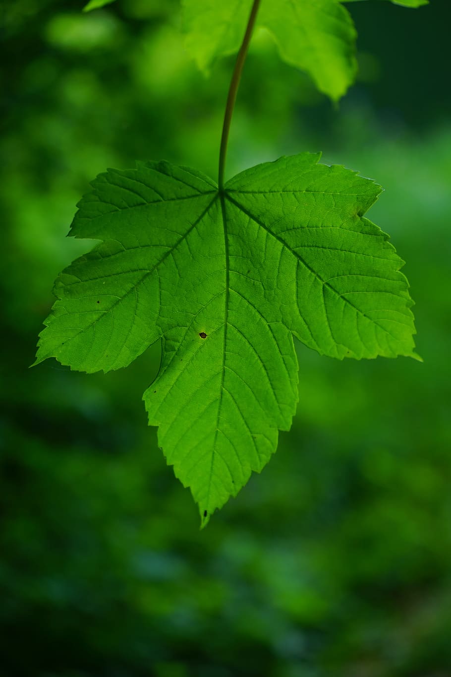 Arce de muntanya, fulla d'auró, verd, fulla, costelles, full, verd, costelles de les fulles, acer pseudoplatanus, arbre caducifoli, maple, acer, color verd, naturalesa, tardor, dia, primer pla, part de la planta, creixement, planta, bellesa a la natura, vena de la fulla, centrar-se en primer pla, cap gent, a l'aire lliure, enfocament selectiu, patró natural, fulles, vulnerabilitat, fragilitat, tranquil·litat, 5K