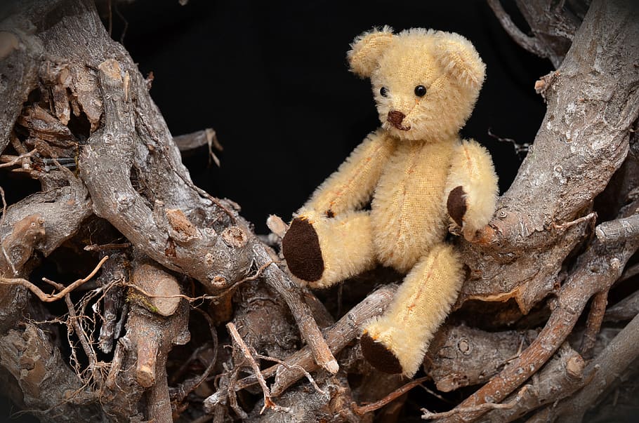 Teddybär, Hand, Arbeit, klein, süß, Handarbeit, Hobby, Deko, Tier, Tierwelt, Reptil, keine Leute, Tiere in freier Wildbahn, Nahansicht, Plüschtier, Spielzeug, Baum, Tierthemen, Natur, Kofferraum, Baumstamm, Ast, draußen, Pflanze, Wirbeltier, schwarzer Hintergrund, braun, Tag, 4K