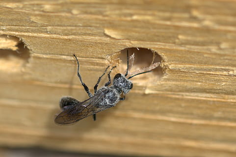 insecte, insecte desconegut, volar, tancar, macro, ala, vista de prop, temes d'animals, material de fusta, invertebrat, animal, fauna animal, animals a la natura, un animal, primer pla, enfocament selectiu, cap gent, dia, artròpode, aràcnids, naturalesa, zoologia, aranya, a l'aire lliure, marró, part de la planta, 2K, CC0, domini públic, lliure de regalies