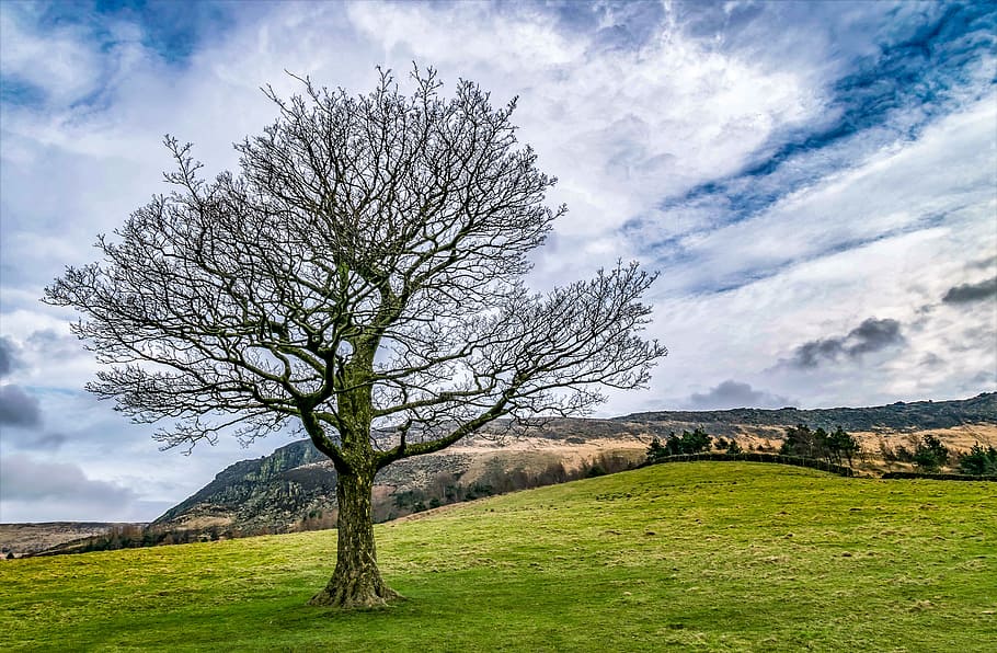 tree, single, outdoor, landscape, nature, grass, sky, countryside, environment, branch, sunny, outdoors, green, field, meadow, blue, spring, cloud - sky, land, plant, beauty in nature, scenics - nature, tranquility, no people, green color, non-urban scene, plain, mountain, shadow, 5K