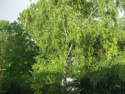 bedoll, arbre, vent, fulles, airejat, verd, naturalesa, bosc, a l'aire lliure, full, color verd, estiu, planta, fons, creixement, dia, bellesa a la natura, terra, tranquil·litat, exuberant fullatge, fullatge, cap gent, escena tranquil·la, aigua, branca, medi ambient, vista d’angle alt, llum solar, 2K, CC0, domini públic, lliure de regalies