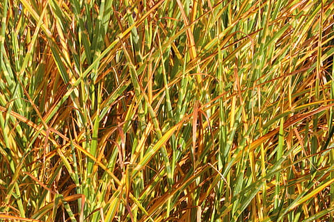 herba, fons, patró, selloana, llum solar, llum, colorit, creixement, naturalesa, planta, camp, dia, marc complet, color verd, terra, bellesa a la natura, cap gent, cultiu, agricultura, planta de cereals, tranquil·litat, escena rural, primer pla, paisatge, granja, a l'aire lliure, fulla d'herba, 5K, CC0, domini públic, lliure de regalies