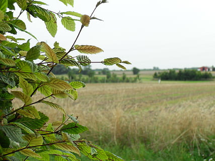 beech, view, mark, nature, agriculture, leaf, summer, rural Scene, plant, outdoors, growth, green Color, land, field, tree, plant part, landscape, focus on foreground, sky, beauty in nature, environment, no people, day, tranquility, clear sky, plantation, 1080P, CC0, public domain, royalty free