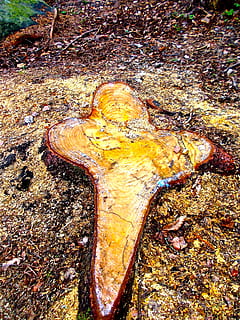 Kreuz, Stumpf, Waldgebiet, Ostern, keine Leute, High Angle View, Tag, Natur, Land, Nahansicht, Tierwelt, Tier, Schönheit in der Natur, Tierthemen, ein Tier, Wasser, draußen, nass, Gelb, Strand, Tiere in freier Wildbahn, Baum, texturiert, Marine, 2K, CC0, gemeinfrei, lizenzfrei