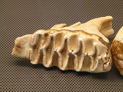 Tooth, Bone, Skeleton, elefantenzahn, teeth, backgrounds, close-up, food, food and drink, indoors, no people, sweet food, freshness, baked, indulgence, still life, pattern, high angle view, dessert, directly above, sweet, pie, ready-to-eat, table, sweet pie, plate, temptation, snack, 2K, CC0, public domain, royalty free